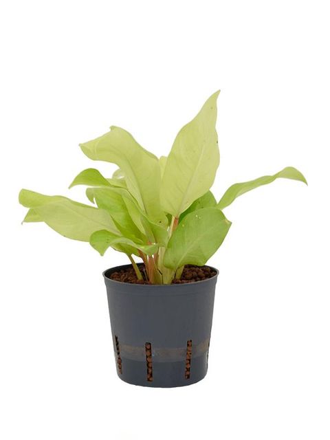 Philodendron 'Malay Gold'