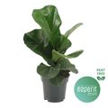 Ficus lyrata 'Bambino'