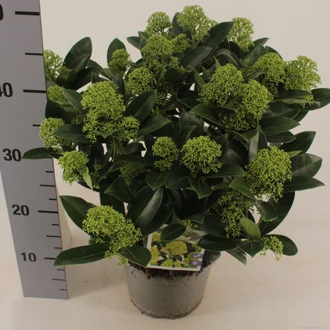 Skimmia japonica WHITE GLOBE