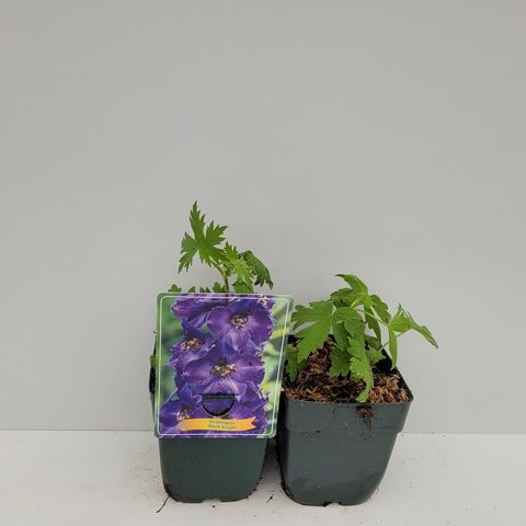 Delphinium 'Black Knight'