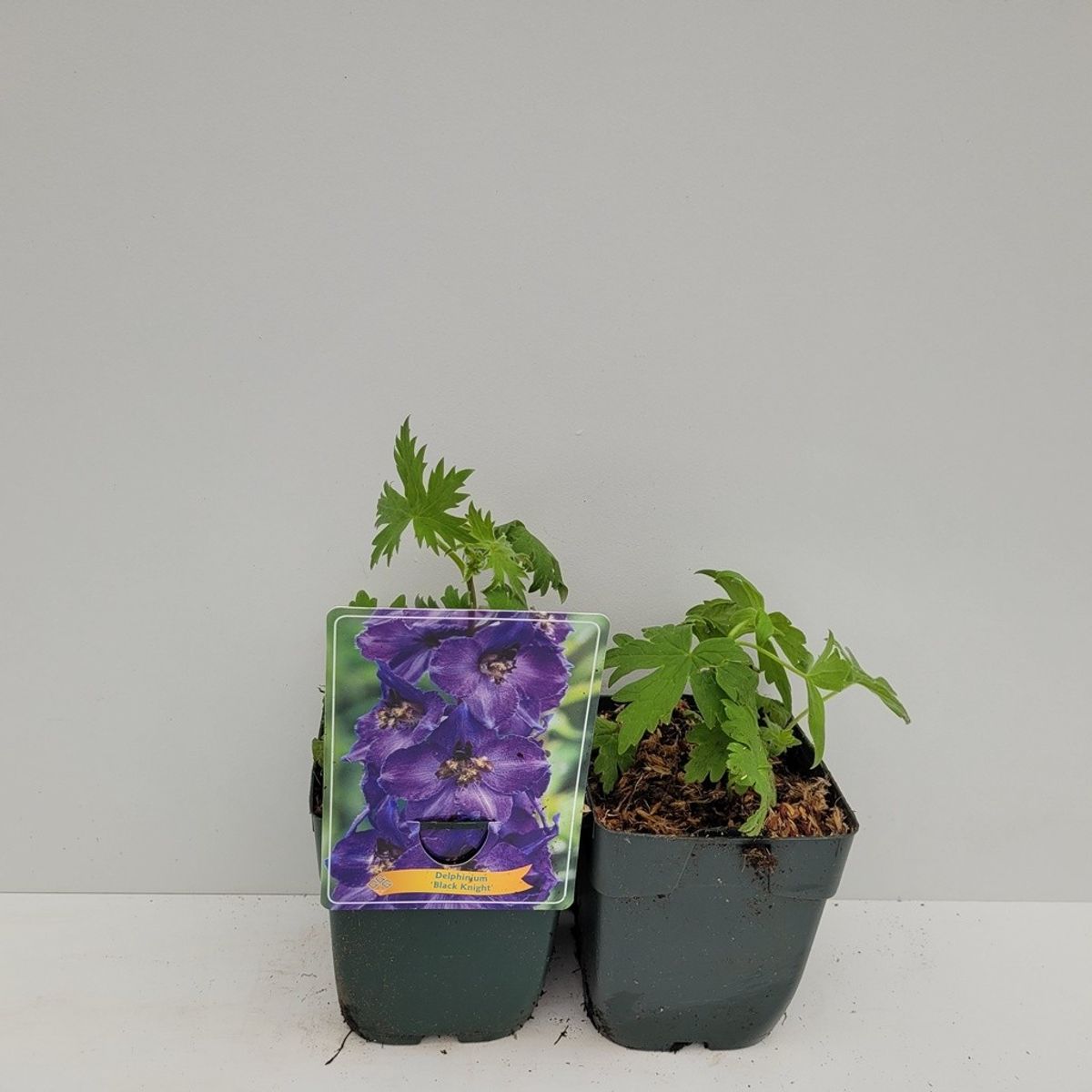 epipremnum aureum plant Golden Pothos in Trellis, Epipremnum Aureum