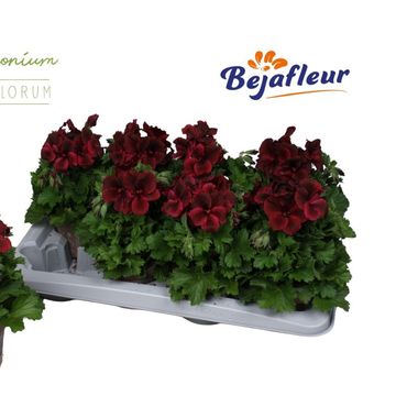 Pelargonium 'Regalia Chocolate'