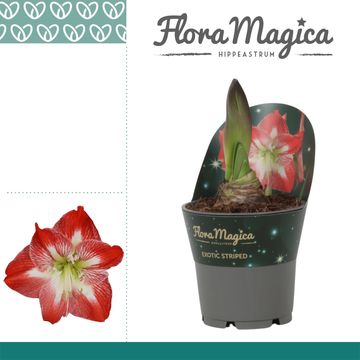 Hippeastrum 'Exotic Striped'