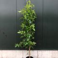 Liquidambar styraciflua 'Slender Silhouette'