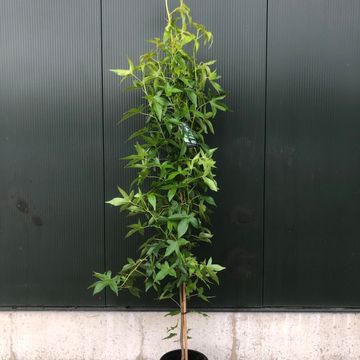Liquidambar styraciflua 'Slender Silhouette'