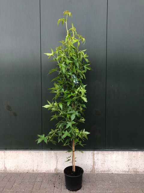 Liquidambar styraciflua 'Slender Silhouette'