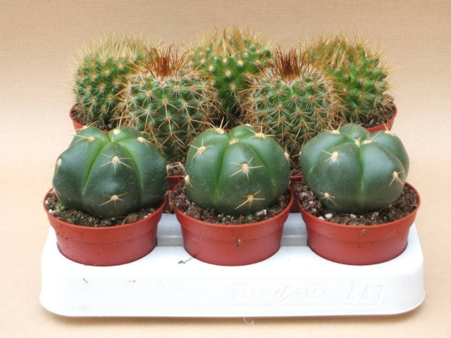 Cactus MIX — Plant Wholesale FlorAccess