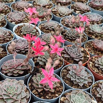 Graptopetalum bellum