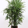 Rhapis excelsa