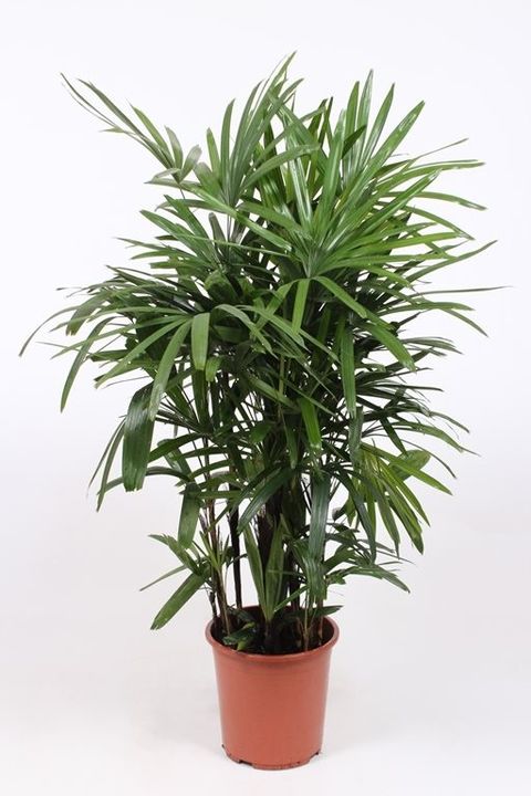 Rhapis excelsa