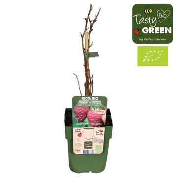 Rubus idaeus 'Naschmich'