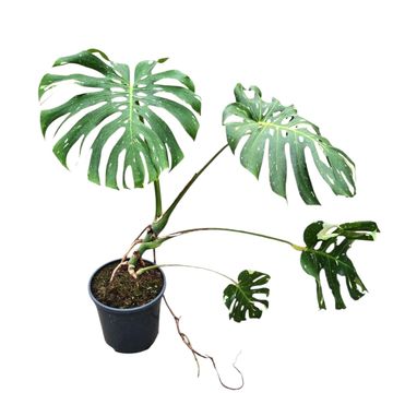 Monstera 'Thai Constellation'