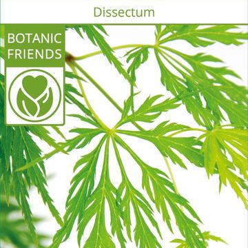 Acer palmatum 'Dissectum'