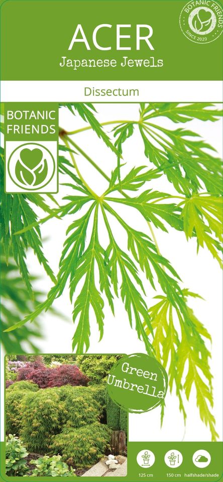 Acer palmatum 'Dissectum'
