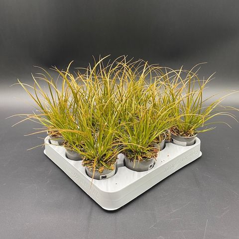 Carex testacea PRAIRIE FIRE COLORGRASS