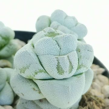 Crassula deceptor