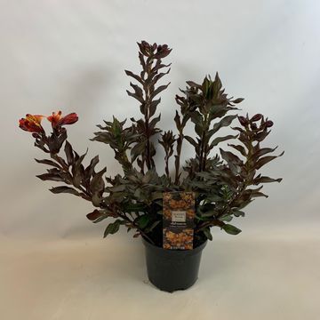 Alstroemeria INDIAN SUMMER