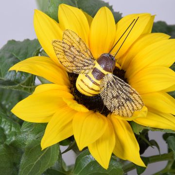 Helianthus annuus 'Sunsation'