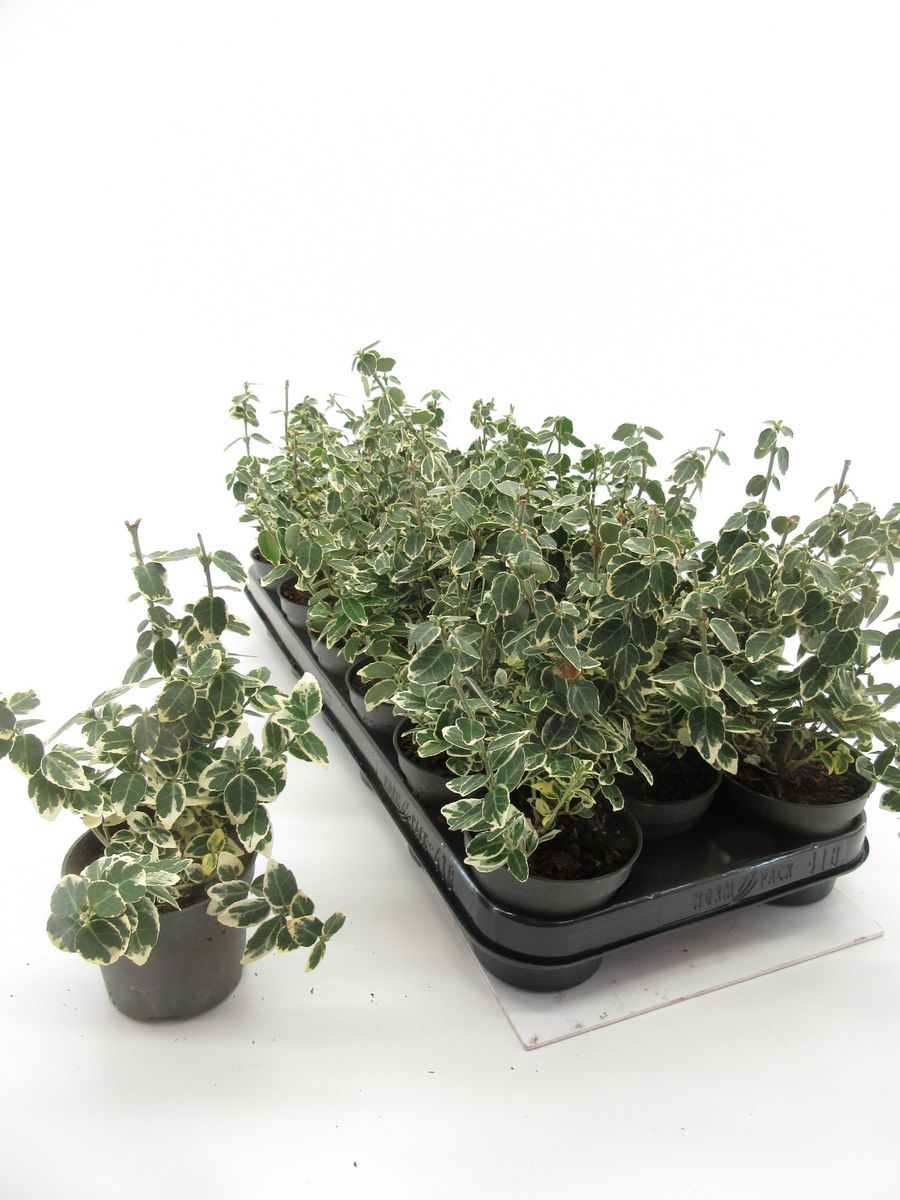Euonymus Fortunei 'Emerald Gaiety' - Fusain De Fortune En Pot 3-4 Litres, Couvre-sol Persistant Panaché Vert Et Blanc - 6