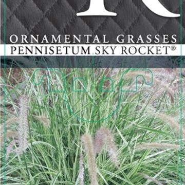 Pennisetum advena 'Sky Rocket'