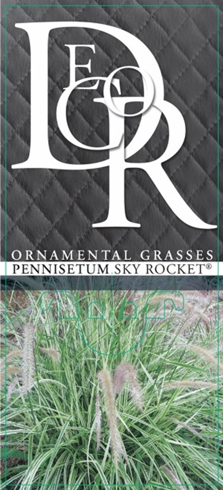 Pennisetum advena 'Sky Rocket'