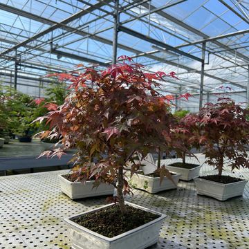 Acer palmatum 'Deshôjô'