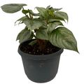 Philodendron sodiroi