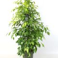 Ficus benjamina 'Reginald'