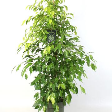 Ficus benjamina 'Reginald'