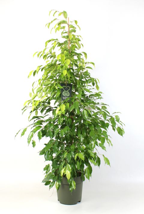 Ficus benjamina 'Reginald'