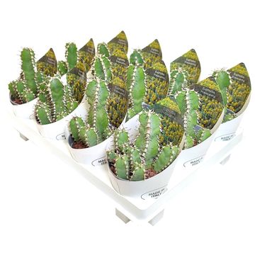 Euphorbia polyacantha