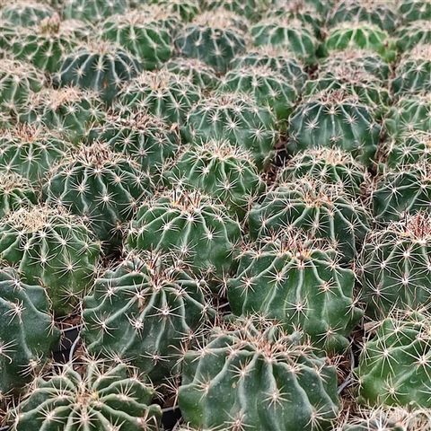 Thelocactus setispinus