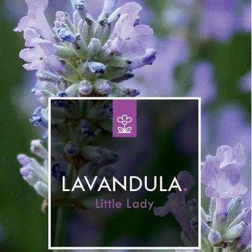 Lavandula angustifolia LITTLE LADY