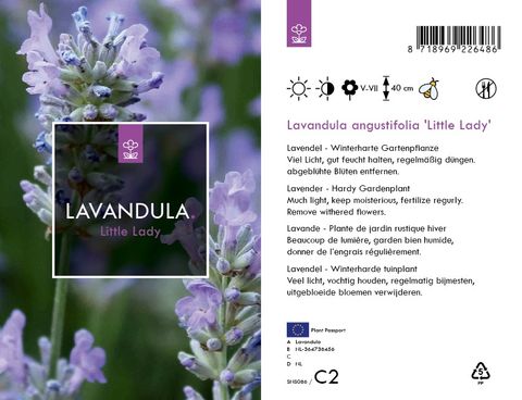 Lavandula angustifolia LITTLE LADY