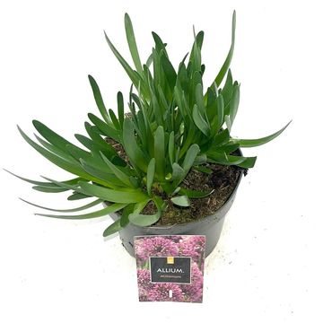 Allium 'Millenium'