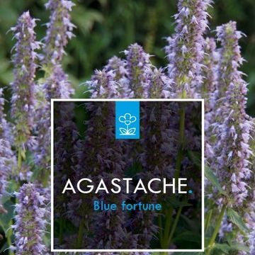 Agastache 'Blue Fortune'