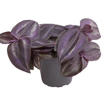 Tradescantia zebrina 'Purple Joy'