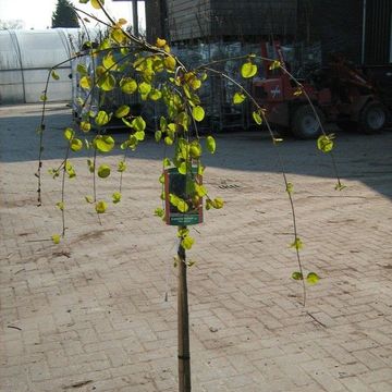 Cercidiphyllum japonicum 'Pendulum'