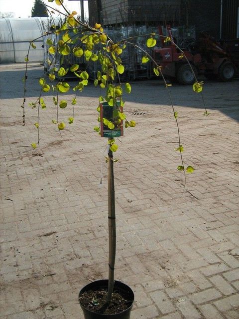 Cercidiphyllum japonicum 'Pendulum'