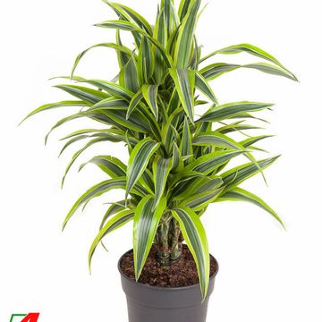 Dracaena fragrans 'Lemon Lime'