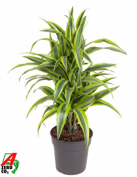 Dracaena fragrans 'Лемон Лайм'