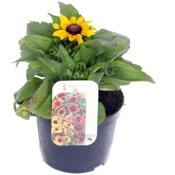 Rudbeckia hirta TABLEMATE GOLD