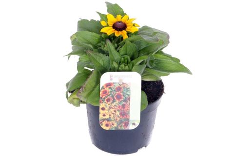 Rudbeckia hirta TABLEMATE GOLD
