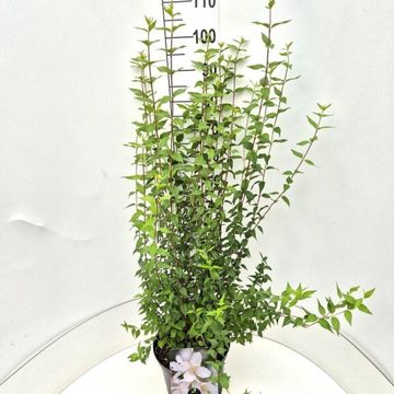 Philadelphus 'Lemoinei'