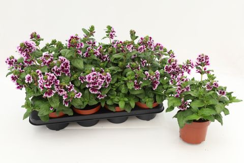 Cuphea hyssopifolia SWEET TALK LAVENDER SPLASH