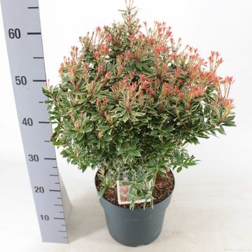 Pieris japonica 'Little Heath'