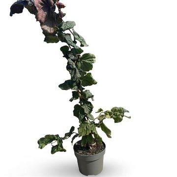 Corylus 'Red Majestic'