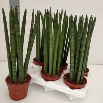 Sansevieria cylindrica 'Straight'