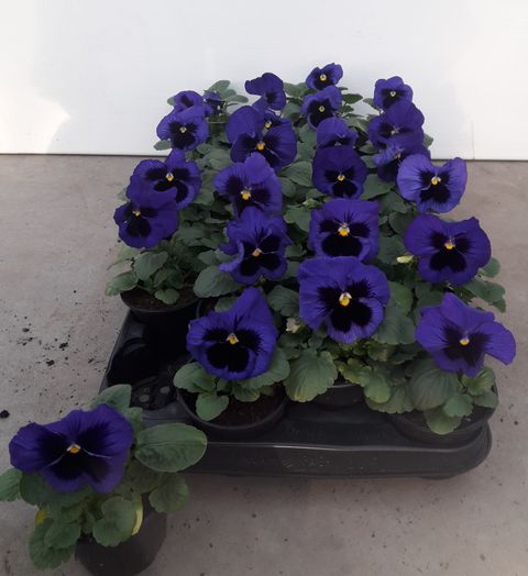 Виола CARRERA BLOTCH COLORS BLUE BLOTCH