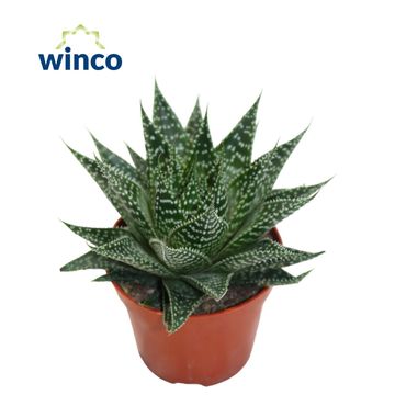 Aloe 'Norra'